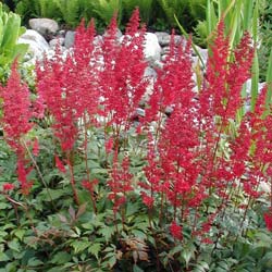 Astilbe Rojo